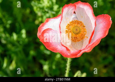 Papavero comune, Papaver rhoeas Foto Stock
