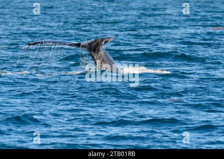 Megattere, Megaptera novaeangliae, Dana Point, Orange County, California, Stati Uniti, Pacifico Foto Stock