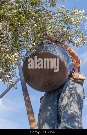 Lavorare sulla scala a cavalletto raccogliendo le olive dal ramo al cesto. Vista angolare bassa Foto Stock