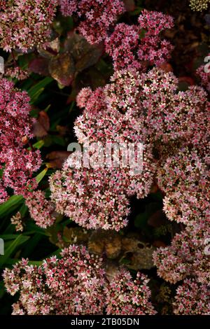 Primo piano dei fiori rosa pallido dell'estate e dell'autunno giardino fiorito sedum pianta helotelephium Matrona. Foto Stock