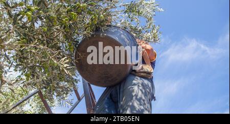 Lavorare sulla scala a cavalletto raccogliendo le olive dal ramo al cesto. Vista angolare bassa Foto Stock