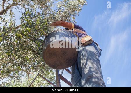 Lavorare sulla scala a cavalletto raccogliendo le olive dal ramo al cesto. Vista angolare bassa Foto Stock