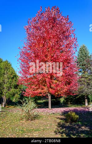 Albero di acero da zucchero nei colori autunnali Foto Stock