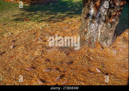 Aghi di pino per tronco d'albero Foto Stock