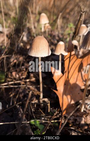 Concetti di funghi del nord-ovest del pacifico selvaggio. Foto Stock