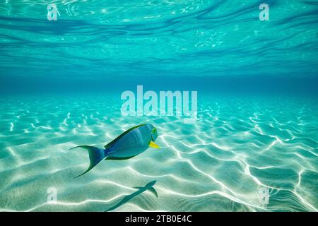 Domenica nella laguna di Mayotte nell'Oceano Indiano Foto Stock