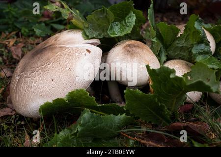 Concetti di funghi del nord-ovest del pacifico selvaggio. Foto Stock
