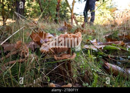 Concetti di funghi del nord-ovest del pacifico selvaggio. Foto Stock