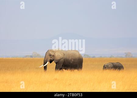 Elefante africano (Loxodonta africana) mucca con vitello giovane in prateria, Parco Nazionale di Amboseli, Kenya Foto Stock