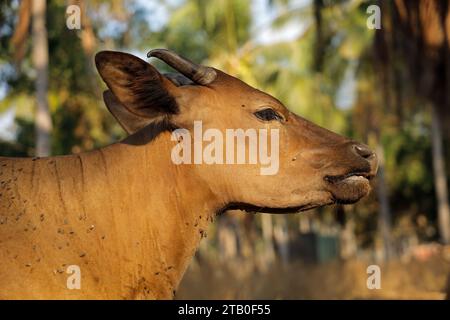 Un ritratto di una mucca bovina di Bali - bestiame selvatico addomesticato (Javan banteng) da Bali, Indonesia Foto Stock