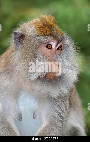 Ritratto di una scimmia balinese a coda lunga (Macaca fascicularis), Ubud, Bali, Indonesia Foto Stock
