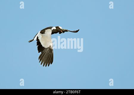 Un piattello fabbro (Vanellus armatus) in volo con le ali aperte, in Sudafrica Foto Stock