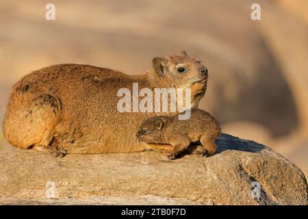 Un hyrax roccioso (Procavia capensis) con un piccolo cucciolo che si crogiola su una roccia, Augrabies Falls National Park, Sudafrica Foto Stock