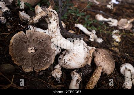 Concetti di funghi del nord-ovest del pacifico selvaggio. Foto Stock