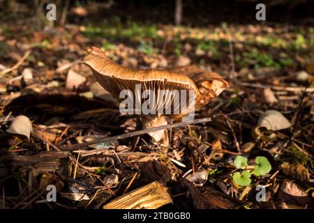 Concetti di funghi del nord-ovest del pacifico selvaggio. Foto Stock