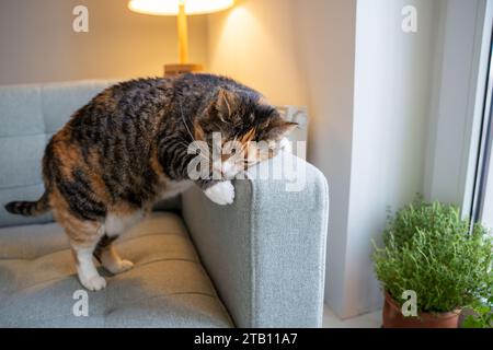 Il gatto attivo che si sfrega contro il divano, contrassegna il territorio con le ghiandole speciali, spruzza il profumo Foto Stock