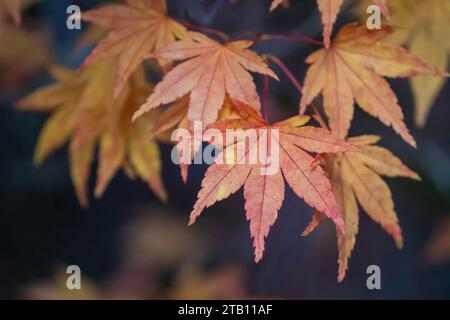 Foglie d'acero d'autunno Golden Red Foto Stock