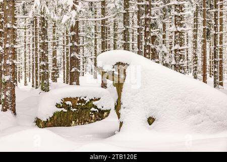 Formazioni rocciose con neve nella foresta Foto Stock