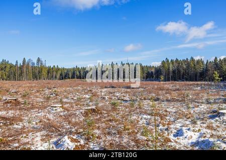 Piantato piante di abete rosso su una radura nella foresta Foto Stock