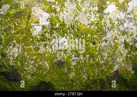 Funghi lichen Moss verde sul vecchio sfondo della struttura astratta della parete. Sfondo vintage rusty, grungy, gritty Foto Stock