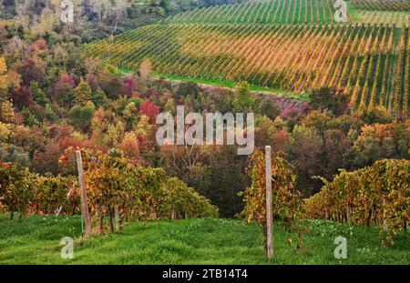 Emilia Romagna, Italia: Pittoresco paesaggio autunnale di campagna con vigneti per la produzione di vino Foto Stock