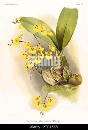 Vecchia illustrazione di Turtle Shell Orchid (Rossioglossum ampliatum). Reichenbachia, di F. Sander. St Albans, Regno Unito, 1888 - 1894 Foto Stock