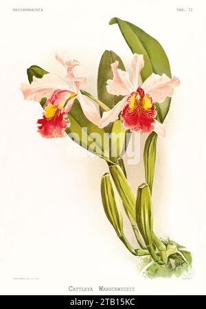 Vecchia illustrazione della Cattleya di Warscewicz (Cattleya warscewiczii). Reichenbachia, di F. Sander. St Albans, Regno Unito, 1888 - 1894 Foto Stock