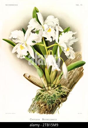 Vecchia illustrazione della Cattleya var di Warscewicz. alba (Cattleya warscewiczii). Reichenbachia, di F. Sander. St Albans, Regno Unito, 1888 - 1894 Foto Stock