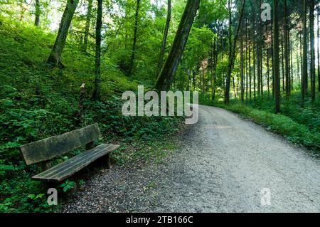 Una panchina di legno si trova annidata in una tranquilla foresta, posizionata al di fuori di un sentiero tortuoso. Germania Foto Stock