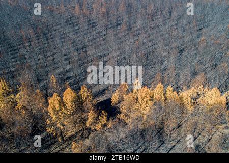 vista droni di una pineta dopo un incendio nella foresta Foto Stock