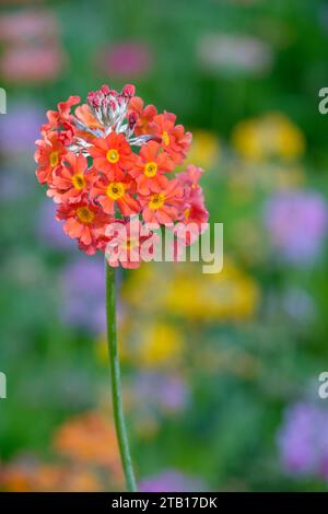 Primula Candelabra ibridi, Primula Candelabra ibridi, fiorli stratificati di fiori d'arancio in tarda primavera/inizio estate Foto Stock