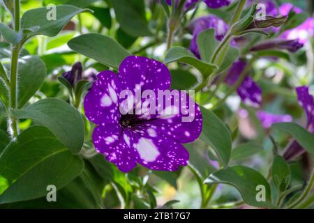 Night Sky Petunia, motivo stellato macchiato di macchie bianche su petali viola Foto Stock