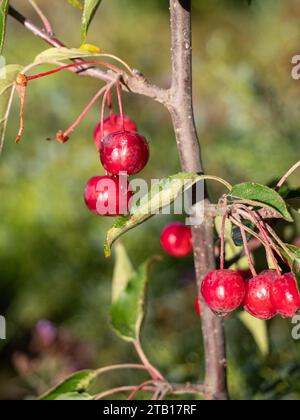 Un primo piano delle piccole mele di granchio rosso di Malus hupehensis Foto Stock