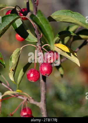 Un primo piano delle piccole mele di granchio rosso di Malus hupehensis Foto Stock