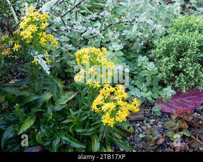 Teste gialle brillanti di piccoli fiori stellati sulla montagna Solidago multiradiata Foto Stock