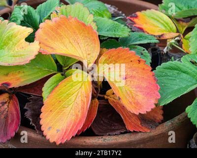 Colori autunnali rosso brillante e oro sulla foglia di una pianta di fragole Foto Stock