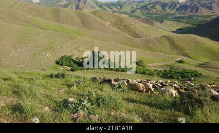 Mandria di pecore che pascolano sui prati verdi con le montagne. Un gregge di pecore nelle alture dell'altopiano iraniano. Lorestan. Durood Foto Stock