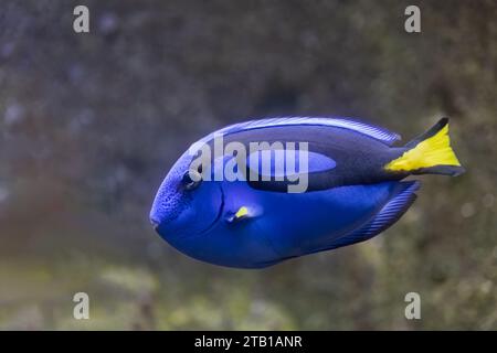 Pesce Surgeonfish - Paracanthurus hepatus, altri nomi: regal Tang, palette surgeonfish, Blue Tang, ippopotamo, pesci marini della famiglia Acanthuri Foto Stock