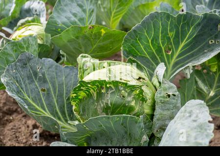 Cavolo bianco danneggiato da pilastri e lumache nel giardino con buchi sulle foglie. Foto Stock