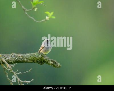 Un Black Redstart seduto su un ramoscello, nuvoloso mattinata in Austria Foto Stock