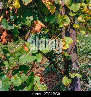 Dettaglio di una pianta di uva comune, comprese alcune uve in un ambiente soleggiato Foto Stock