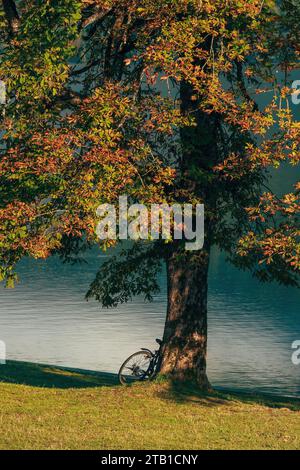 Bicicletta adagiata sul castagno vicino al lago Bohinj al mattino d'estate, spazio fotocopie incluso Foto Stock