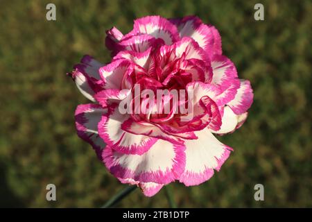 Bellissimo garofano fresco con petali bianchi frangiati con contorno rosa brillante su bd in erba verde Foto Stock