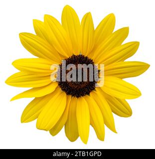 Un fiore giallo, come un girasole. Isolare un grande fiore con un tracciato di ritaglio. Taipei Chrysanthemum Exhibition. Foto Stock