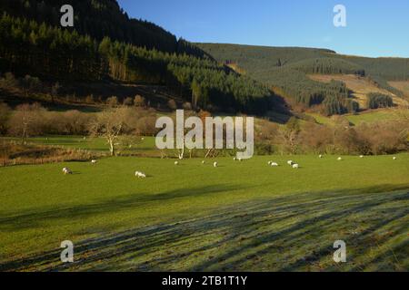 Cwm Ratgoed (Ratgoed Valley) vicino ad Aberllefenni, South Gwynedd WALES UK Foto Stock