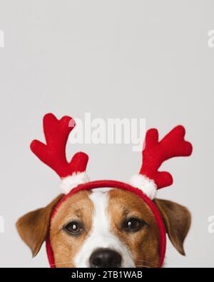 Cane Jack Russell Terrier che indossa le corna delle renne su sfondo bianco Foto Stock