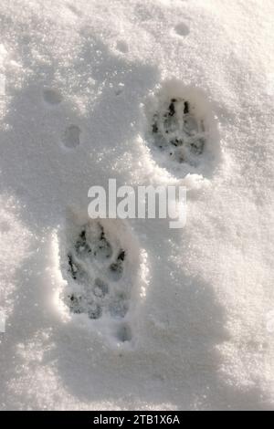 Vista dall'alto delle impronte di zampe di cane sulla neve nelle soleggiate giornate invernali Foto Stock