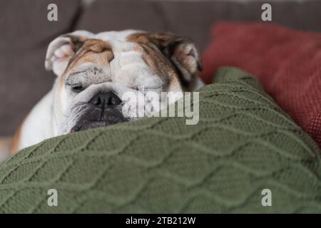 Primo piano dell'English Bulldog Sleeping on a Green Cable Knit Pillow Foto Stock