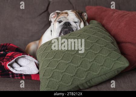 Bulldog inglese che dorme su un cuscino Green Cable Knit Foto Stock