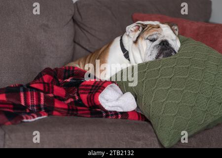 Bulldog inglese che dorme su cuscino Green Cable Knit Foto Stock